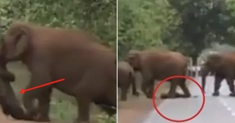 They blocked off the road after realizing what this elephant was carrying with its trunk